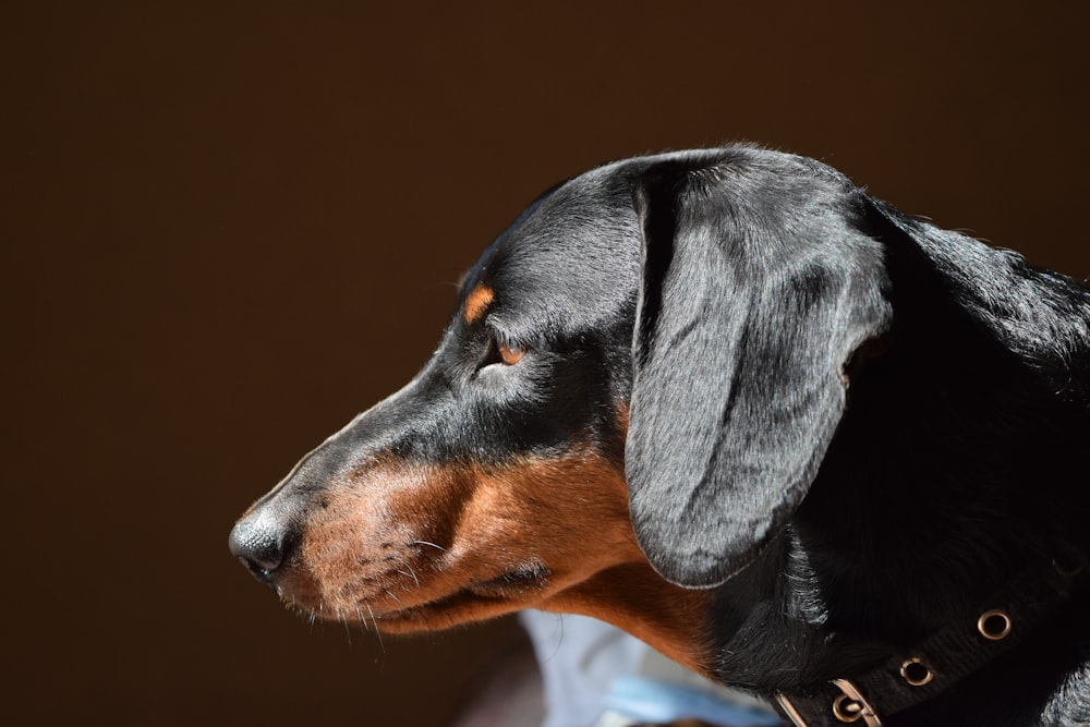 adulto preto e bronzeado suave dachshund close-up foto
