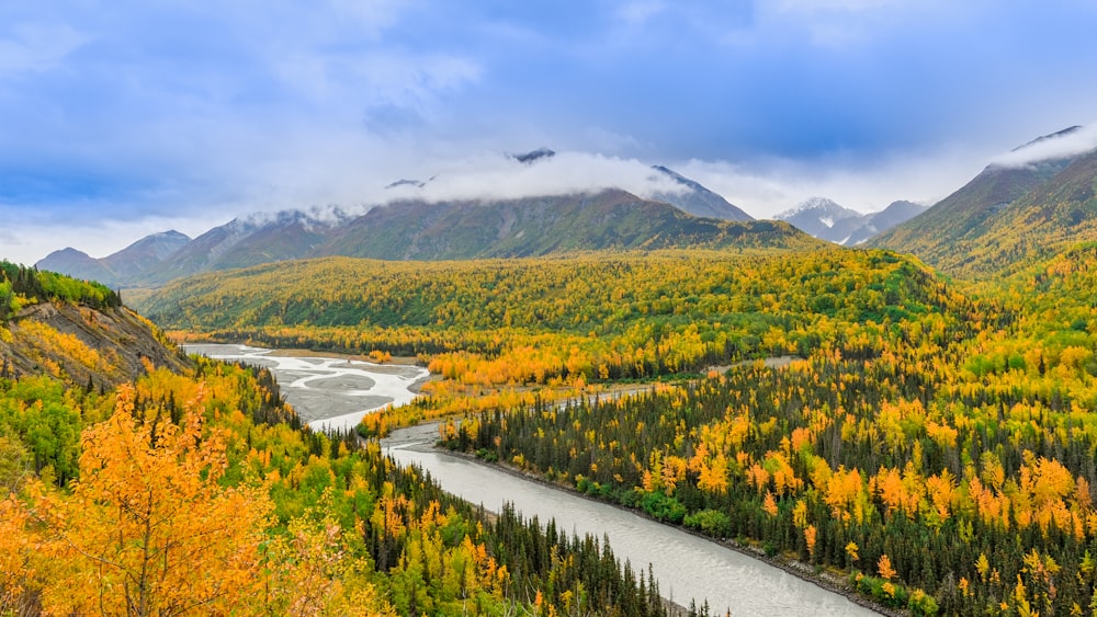 river beside forest under bright sky