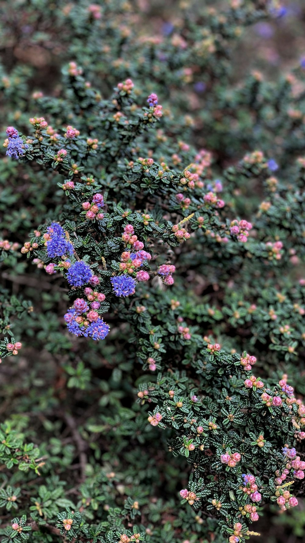 blue and pink flowers