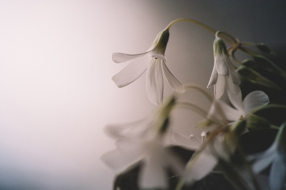 white flowers near white wall