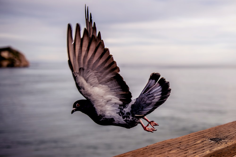 oiseau noir et blanc