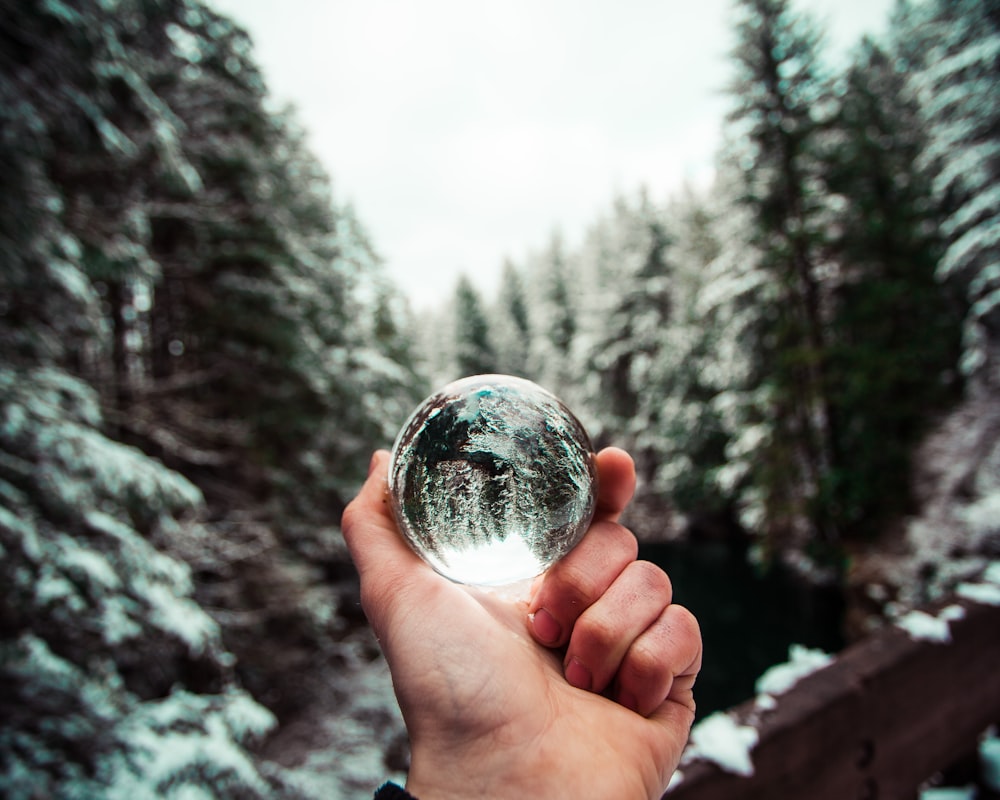 person holding clear ball with reflection of trees