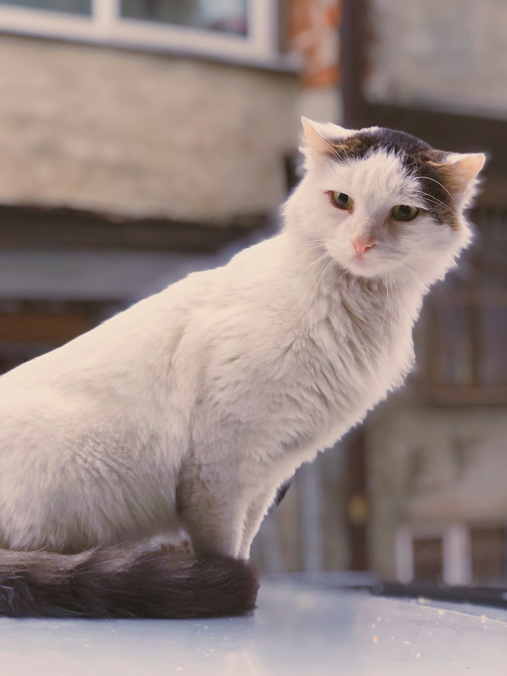 white and brown cat near building