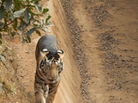 A tiger is walking along a sandy path, with dense foliage to the side. The tiger is moving towards the camera, showcasing its distinct orange coat with black stripes.