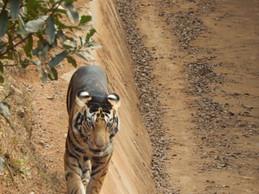 A tiger is walking along a sandy path, with dense foliage to the side. The tiger is moving towards the camera, showcasing its distinct orange coat with black stripes.