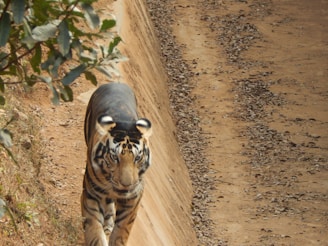 A tiger is walking along a sandy path, with dense foliage to the side. The tiger is moving towards the camera, showcasing its distinct orange coat with black stripes.