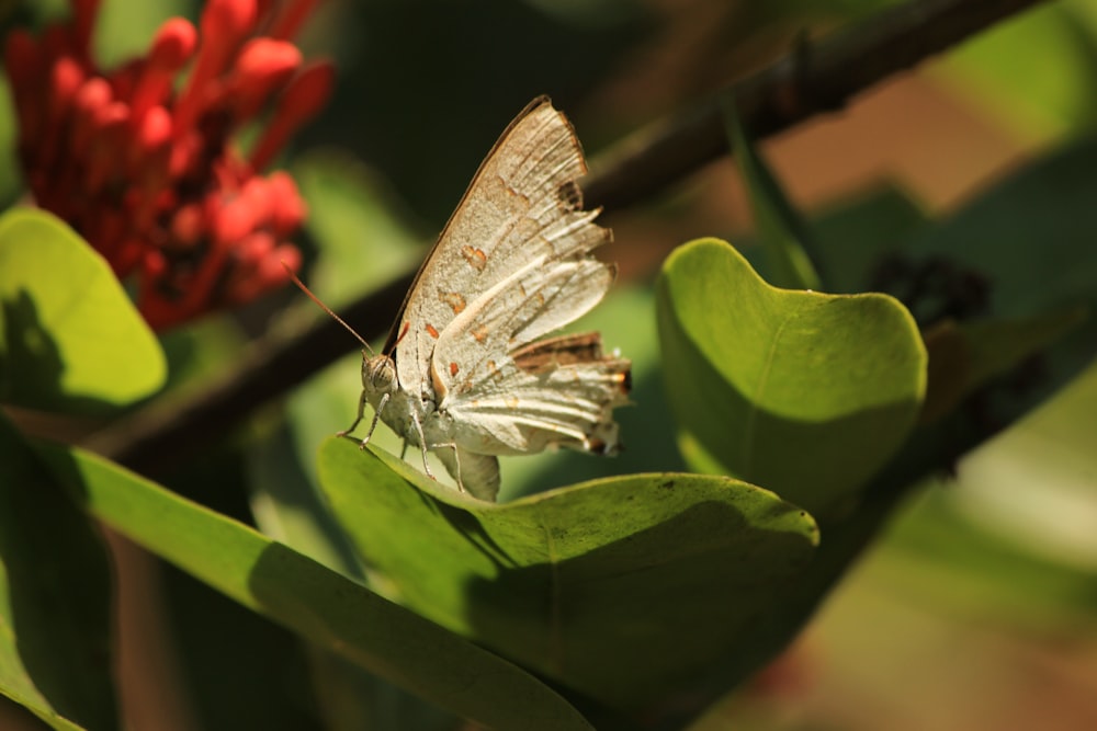 white butterfly on green leaf