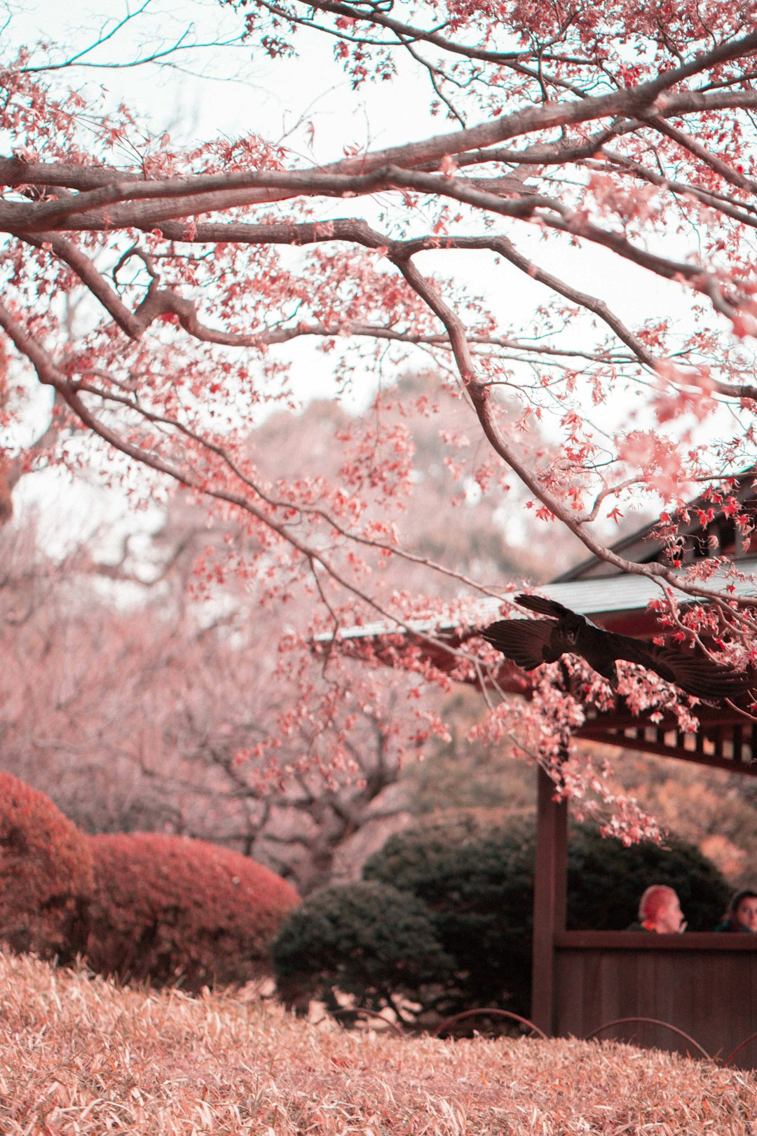Cherry Blossom Wallpapers: Free HD Download [500+ HQ ...