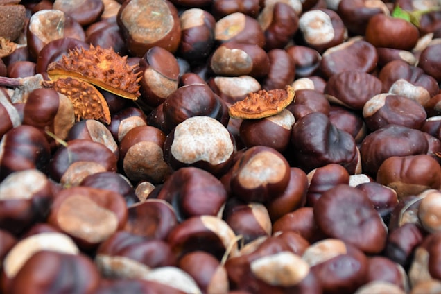 A close-up view of a pile of chestnuts with a few spiky brown husks scattered among them. The chestnuts have a glossy, dark brown appearance, while the husks exhibit a rough texture with pointed spikes.