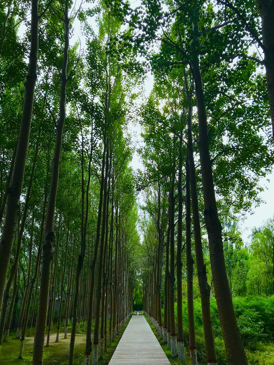 Forest photo spot 66 Ai Guo Lu China