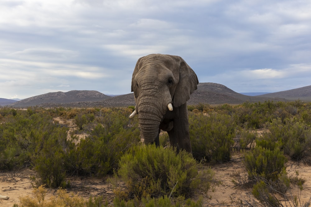 elephant standing on green field at daytime