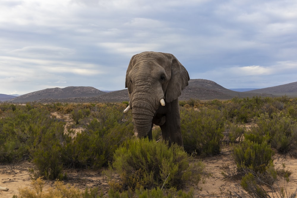 Elefant steht tagsüber auf grüner Wiese
