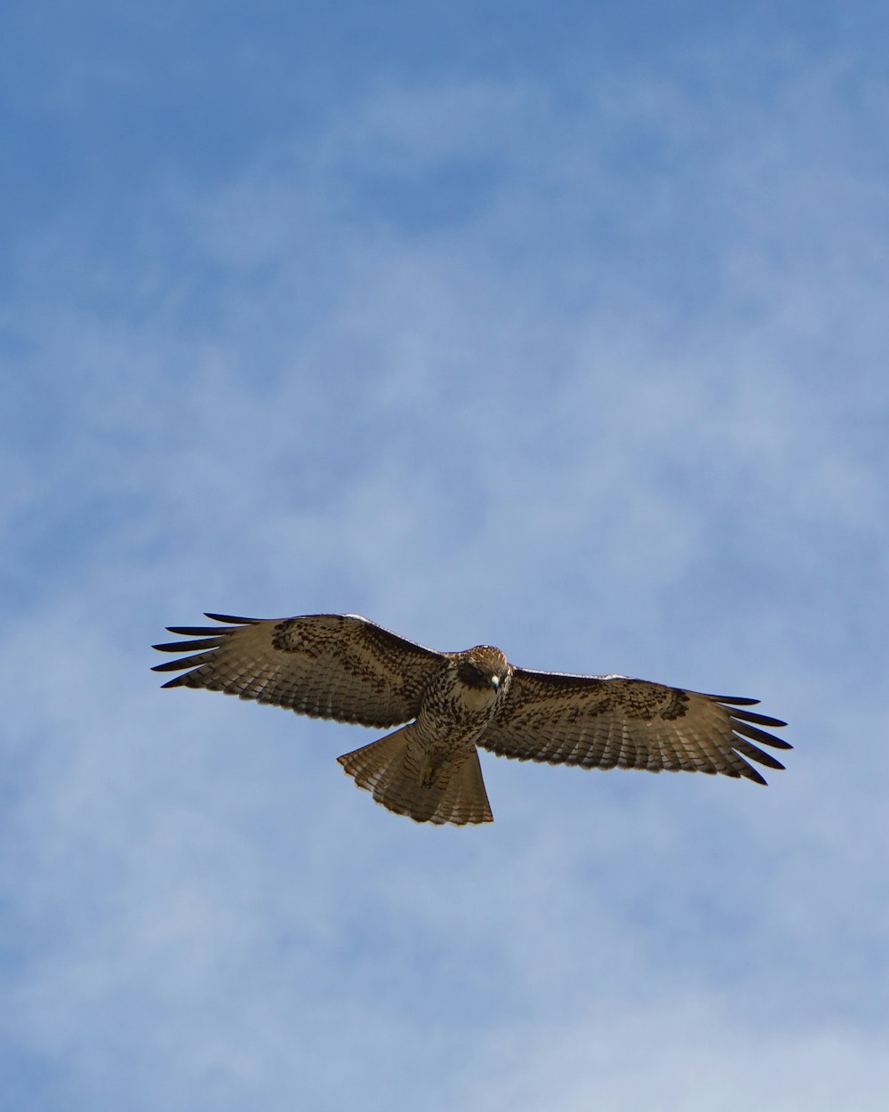 flying brown and black bird during daytime