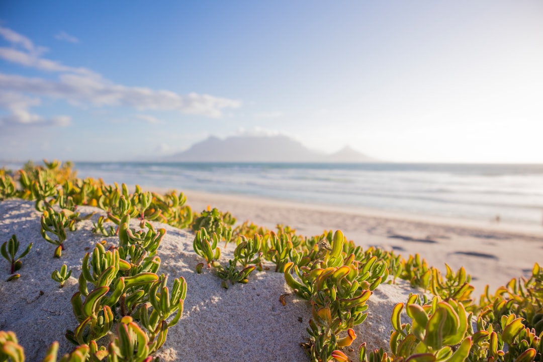 green plants on shore overlooking sea during daytime