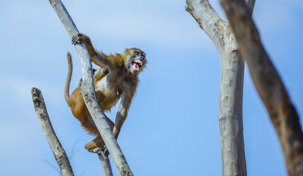 singe brun tenant sur du bois
