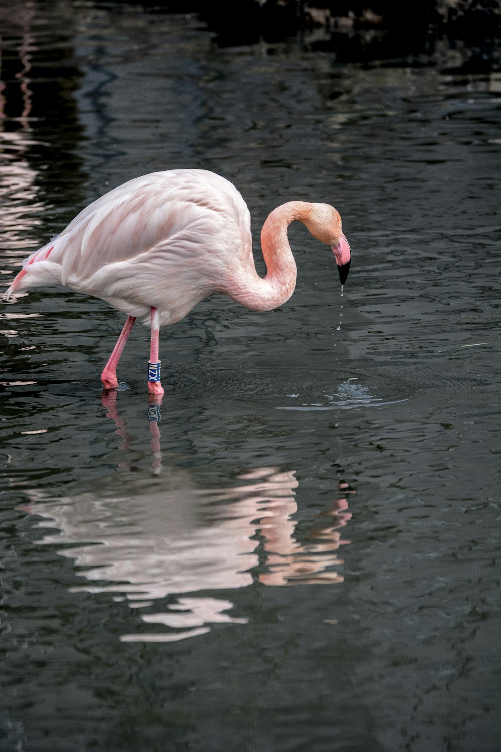 pink flamingo on body of water during daytime