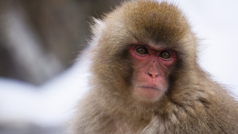 selective focus photography of brown monkey