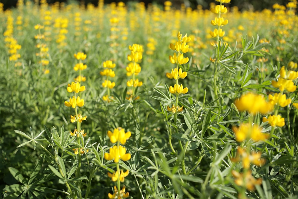 yellow-petaled flowers