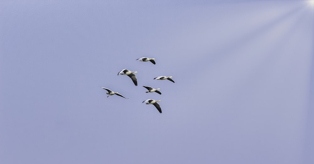 five flying birds on sky during daytime