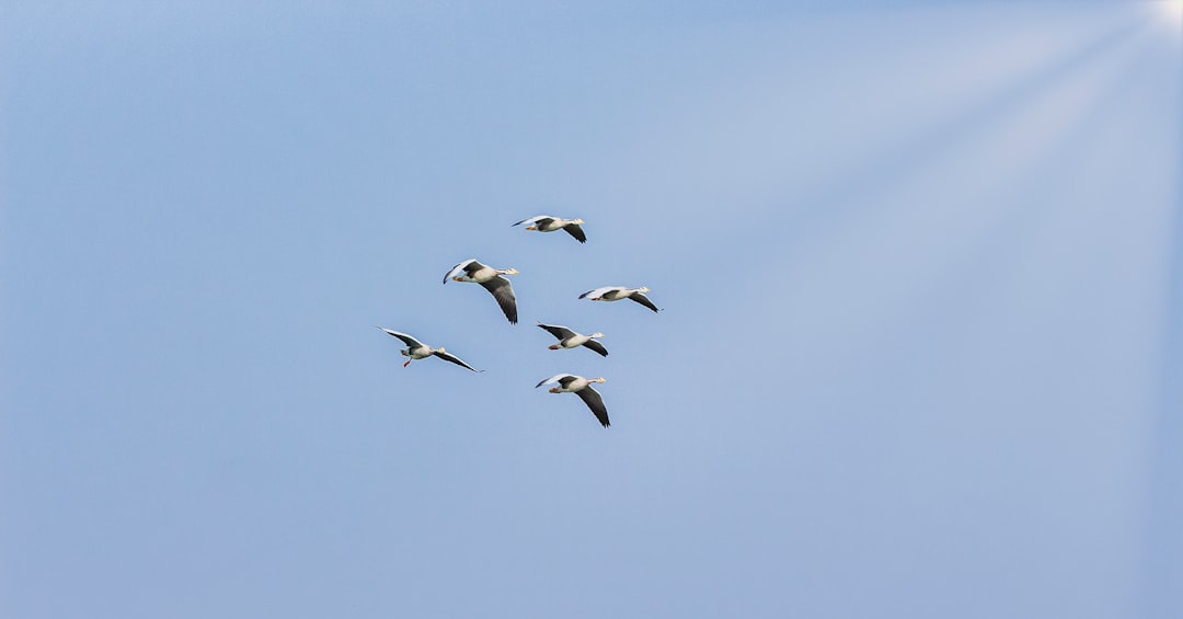 five flying birds on sky during daytime