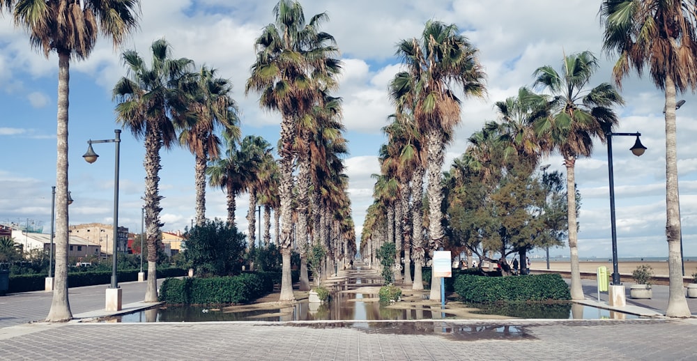 alberi di cocco sul parco