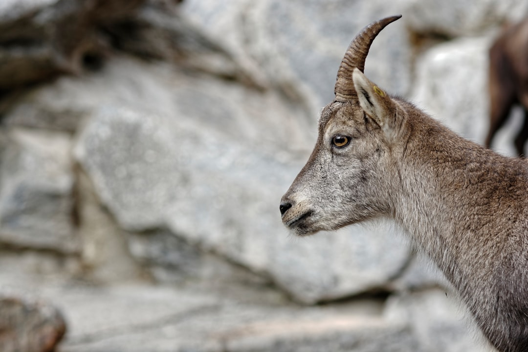 selective focus photography of horned gray animal near rocks