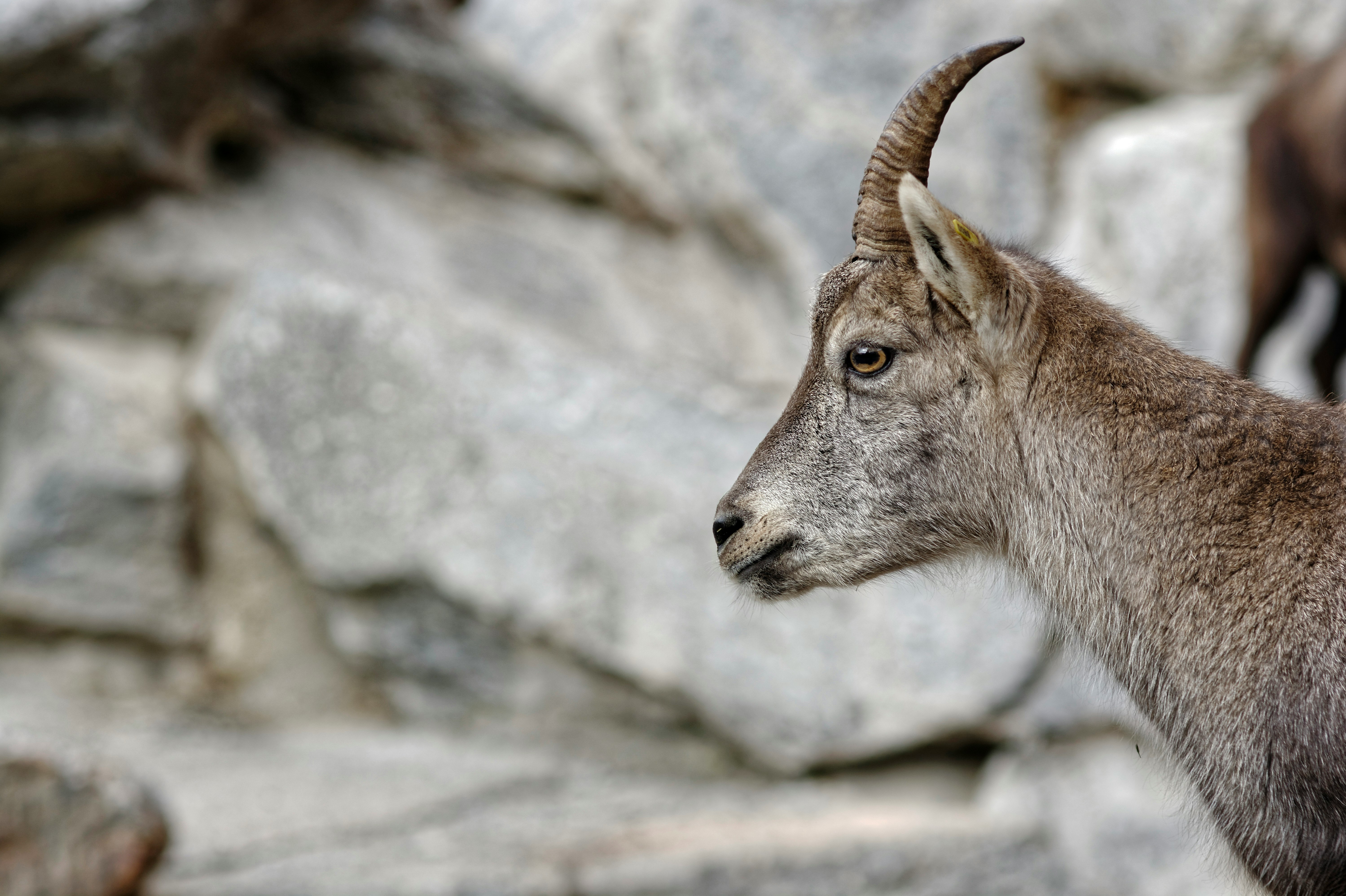 selective focus photography of horned gray animal near rocks