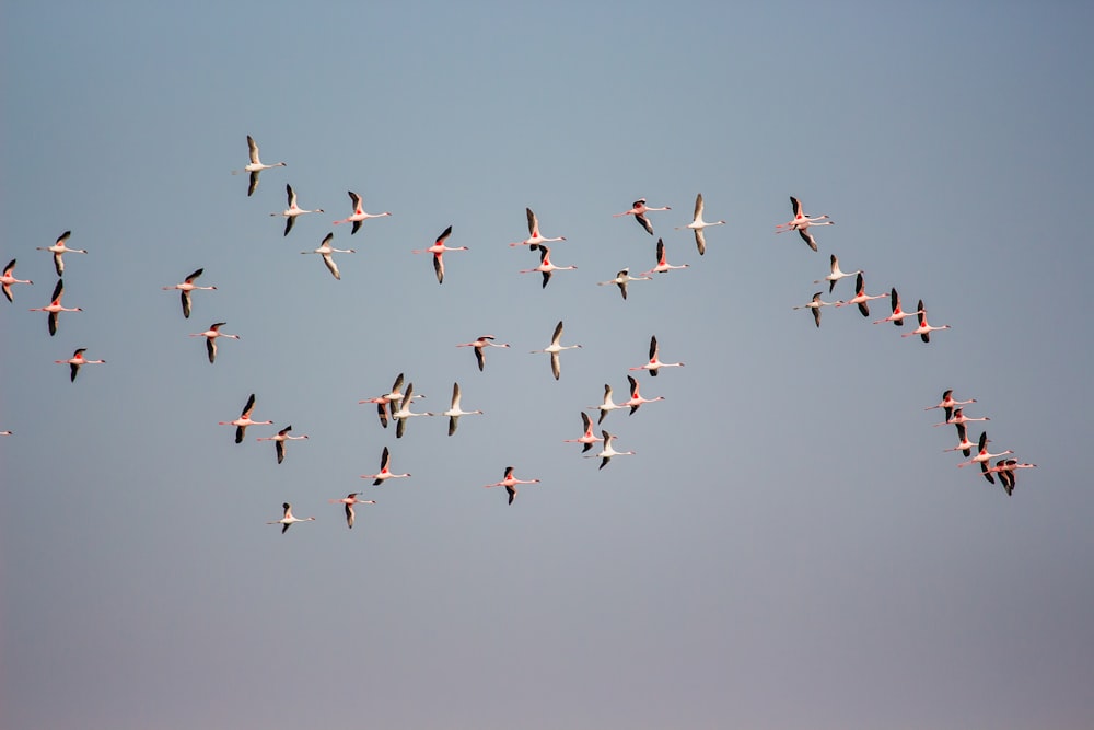 birds flying in formation during daytime