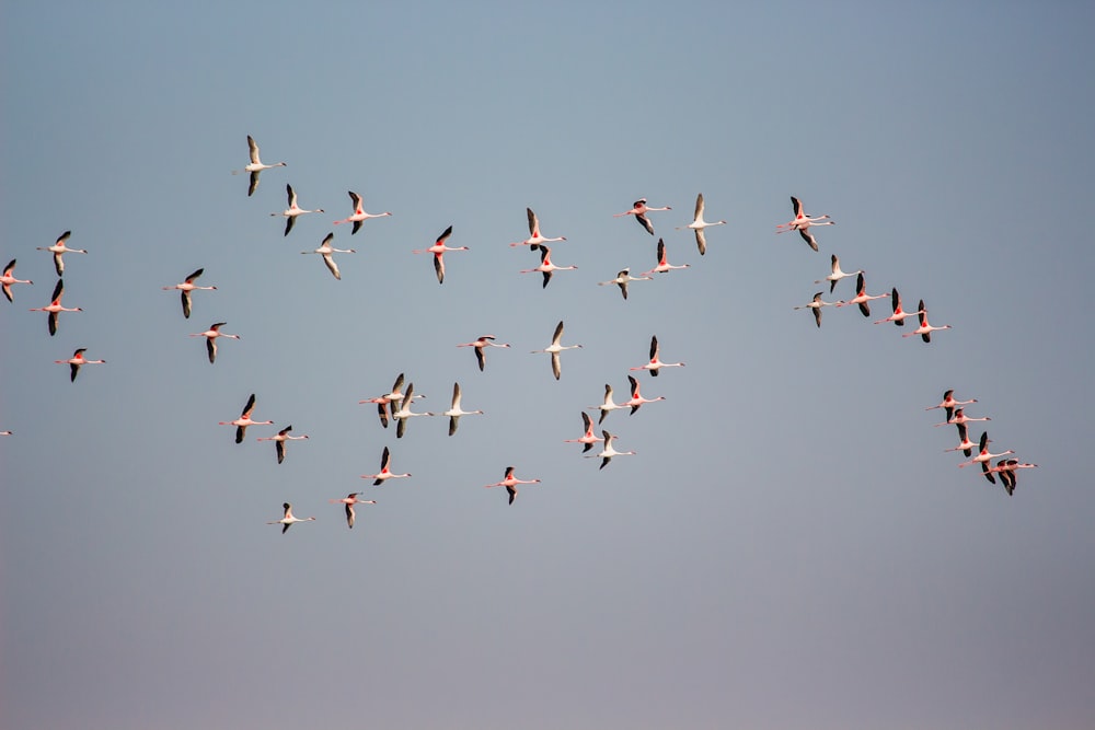 oiseaux volant en formation pendant la journée