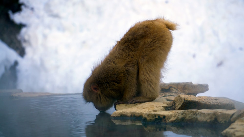 brown baboon drinking water