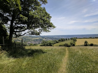 green grass fieled beside tree