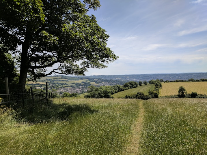 green grass fieled beside tree