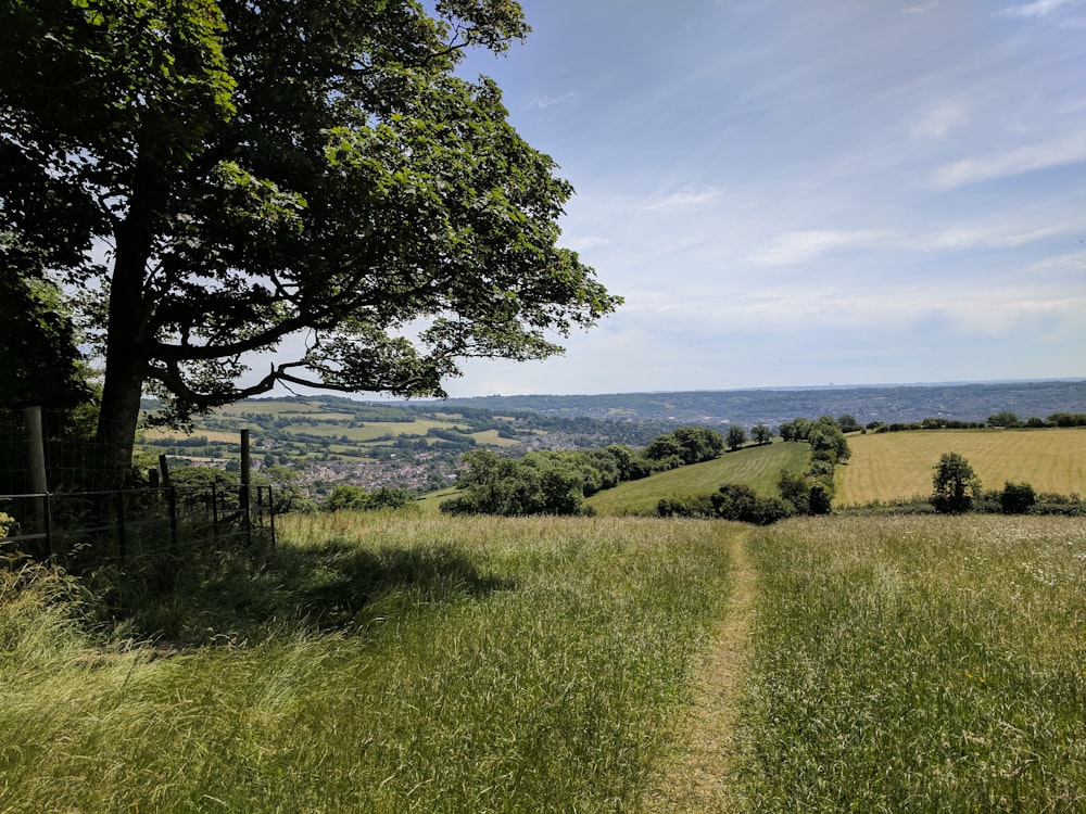 Grünes Gras neben Baum