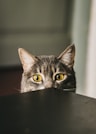 selective focus photography of gray cat peeking at the table