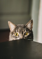 selective focus photography of gray cat peeking at the table