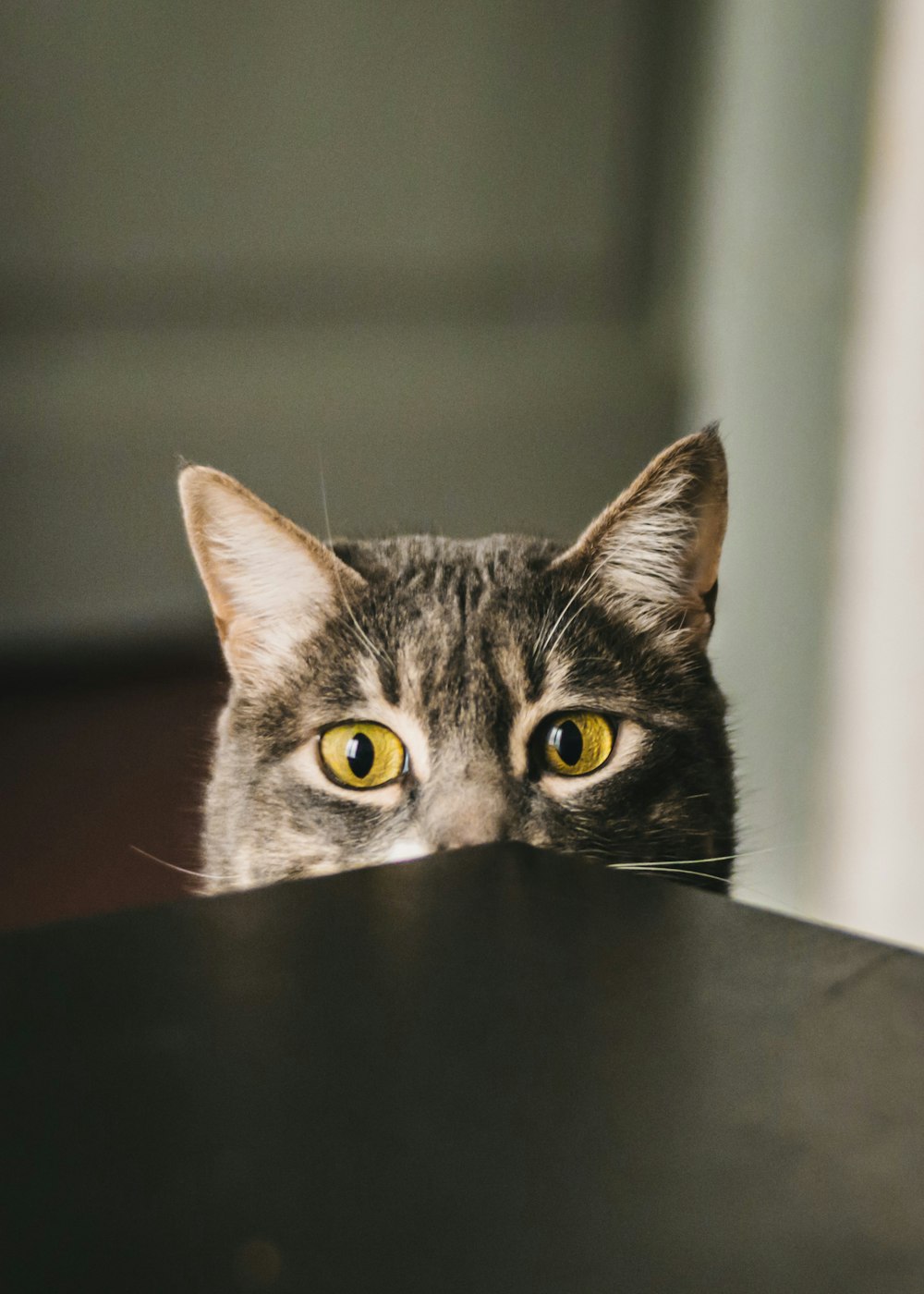 Fotografia a fuoco selettiva del gatto grigio che sbircia al tavolo