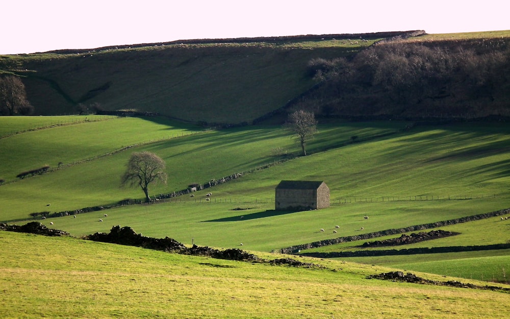 green grass lawn