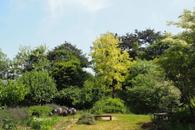 A serene garden scene featuring lush greenery and various trees under a bright, clear sky. Several large, rustic pottery jars are arranged neatly on the grass, and there is a wooden bench nearby. The environment feels peaceful and natural, with a variety of shrubs and flowering plants adding to the tranquil atmosphere.