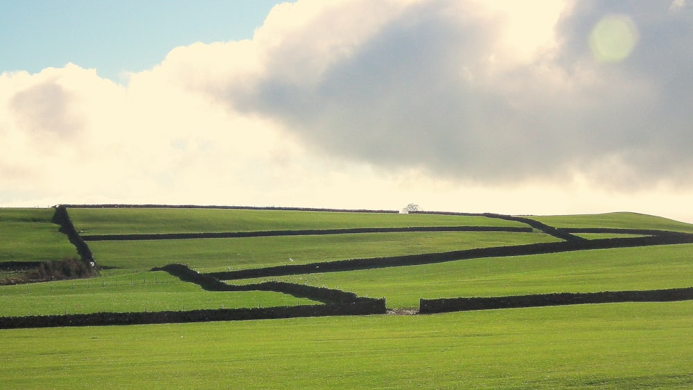 green grass field