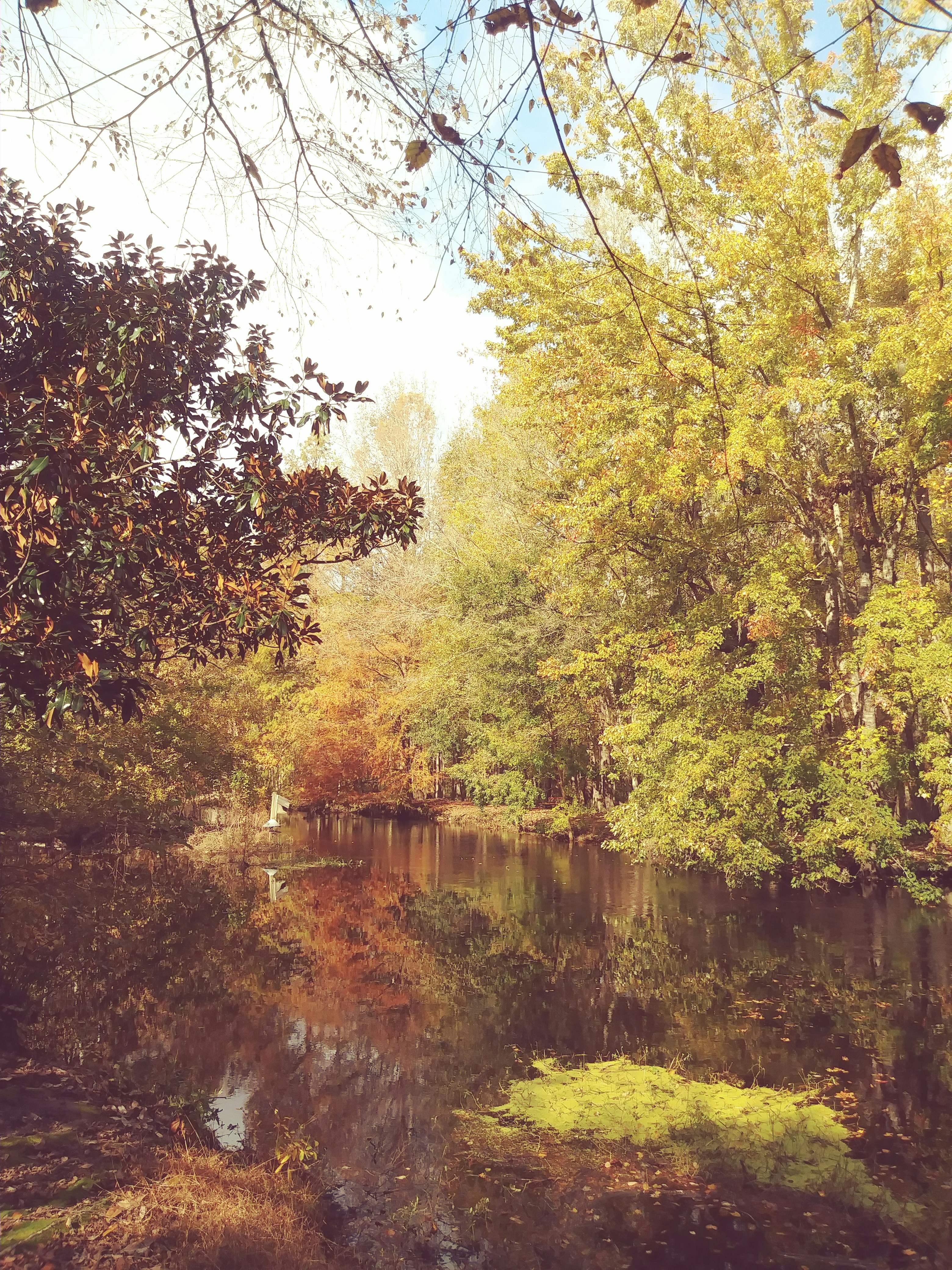 body of water surrounded with trees during daytime