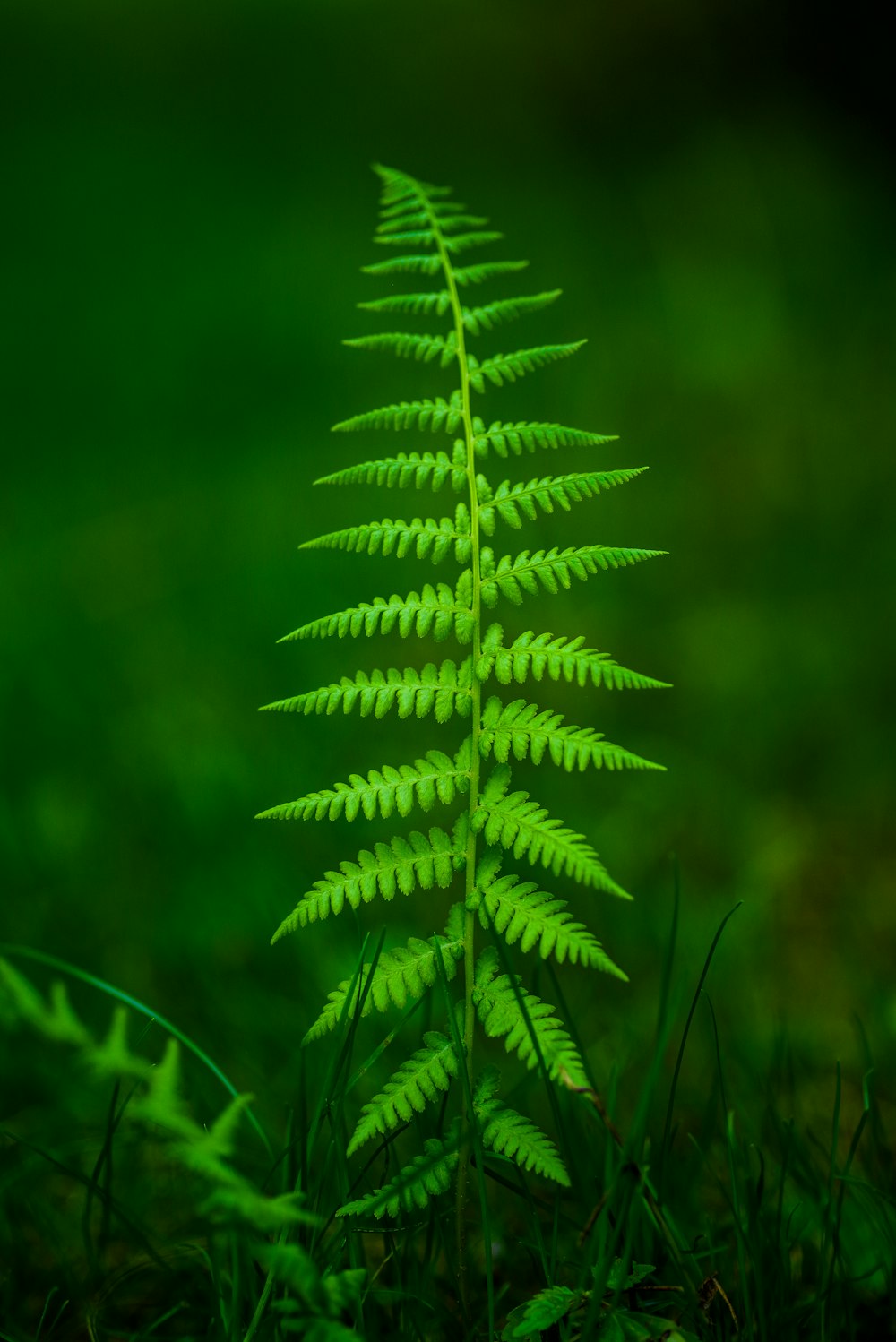 selective focus fern plant