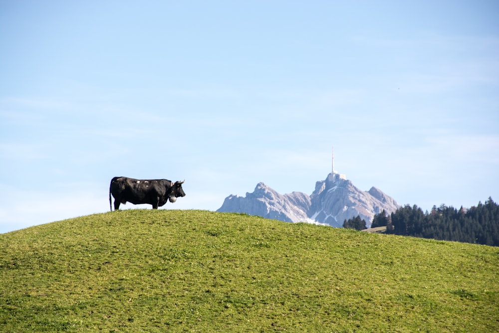 black cow on green grass lawn during daytime