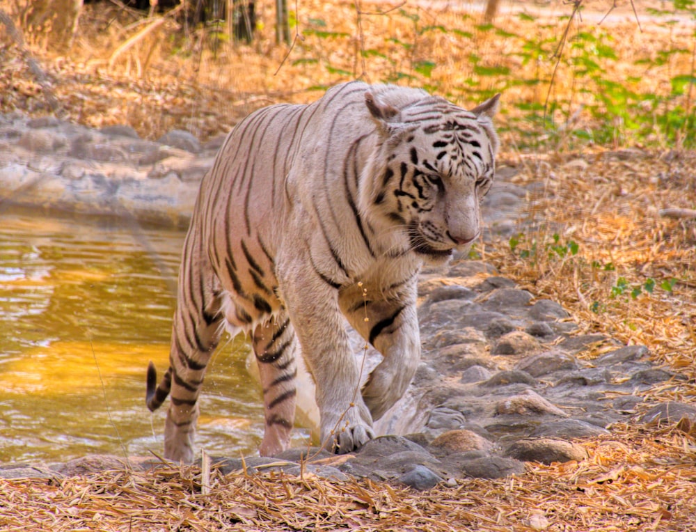 white tiger at lake