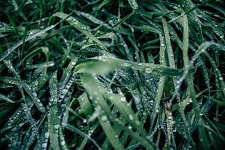 Dense, dark green blades of grass are covered in numerous droplets of water, likely from rain or dew, which provides a fresh and natural appearance. The droplets add a sparkling, reflective quality to the otherwise matte texture of the grass.