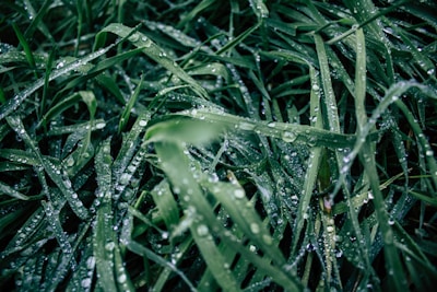 Dense, dark green blades of grass are covered in numerous droplets of water, likely from rain or dew, which provides a fresh and natural appearance. The droplets add a sparkling, reflective quality to the otherwise matte texture of the grass.