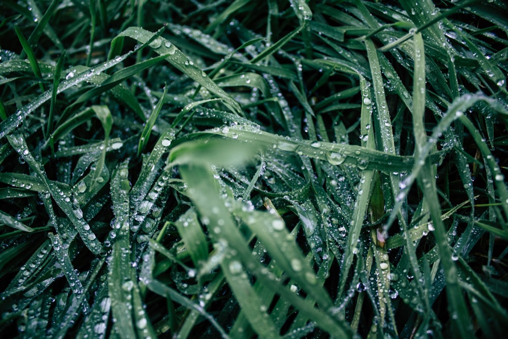 green grass with water particles