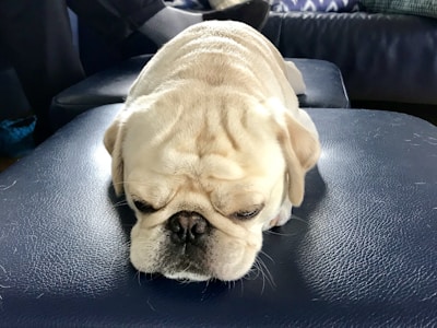 The super pug curled up contentedly on the living room couch.