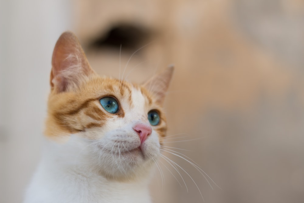 white and orange tabby cat