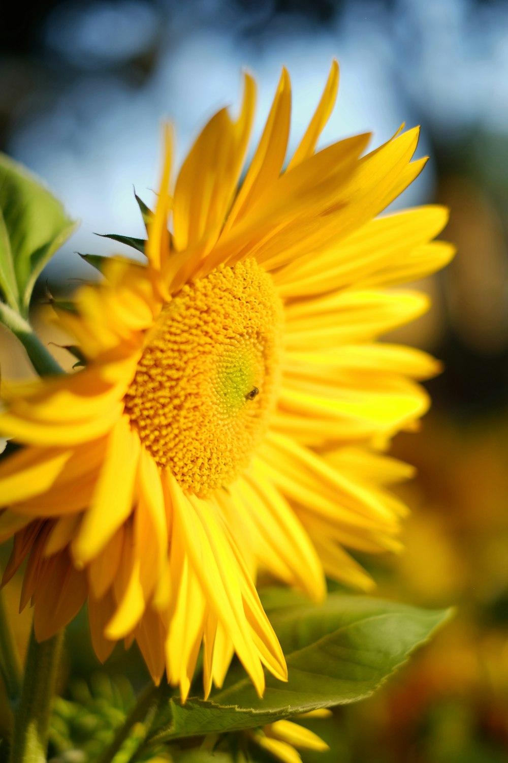 yellow daisy flower