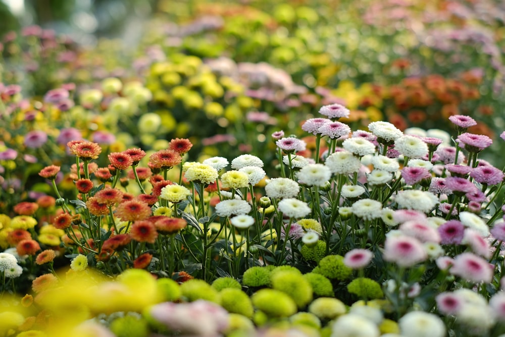 assorted-color petaled flower field